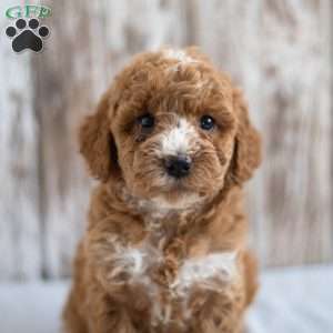 Opal, Mini Goldendoodle Puppy